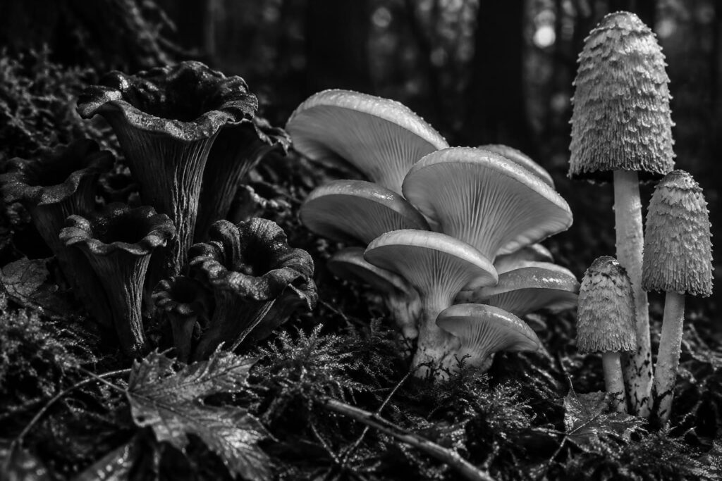 Champignon noir et blanc : espèces comestibles et curiosités visuelles